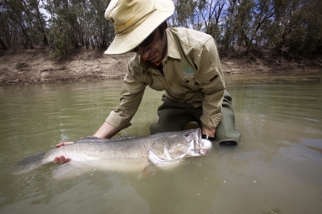viajante-aquatico:-bacalhau-percorre-860-km-em-rio-e-bate-recorde