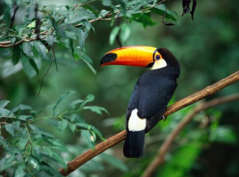 para-que-serve-cada-tipo-de-bico-das-aves-e-o-que-eles-revelam