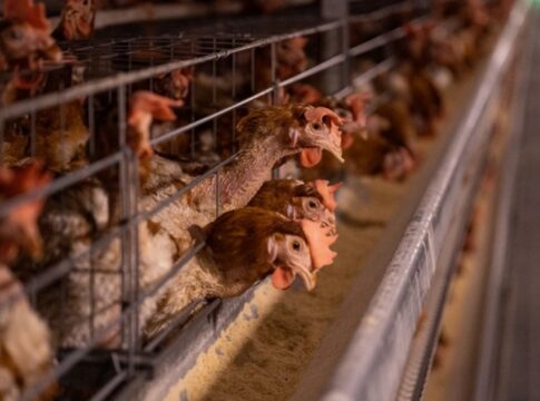 alemanha-sacrifica-500-mil-aves-para-conter-gripe-aviaria