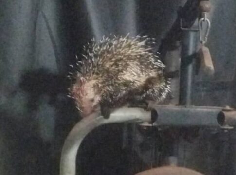 cachorro-fica-ferido-apos-porco-espinho-invadir-casa,-no-gama