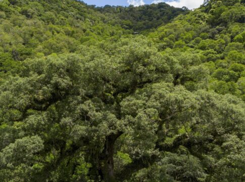 mata-atlantica-perde-2,4-milhoes-de-hectares-em-40-anos