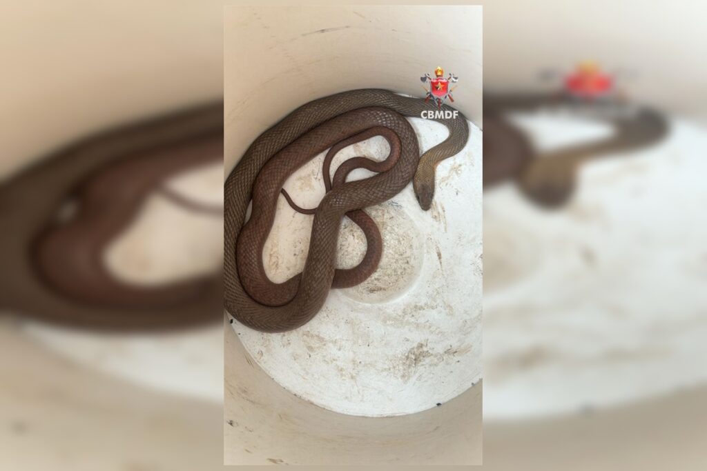 susto-grande:-cobra-aparece-dentro-de-carro-e-assusta-motorista-no-df