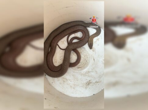 susto-grande:-cobra-aparece-dentro-de-carro-e-assusta-motorista-no-df