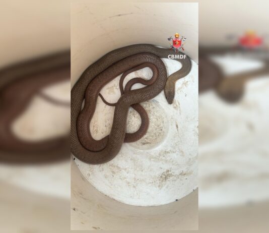 susto-grande:-cobra-aparece-dentro-de-carro-e-assusta-motorista-no-df