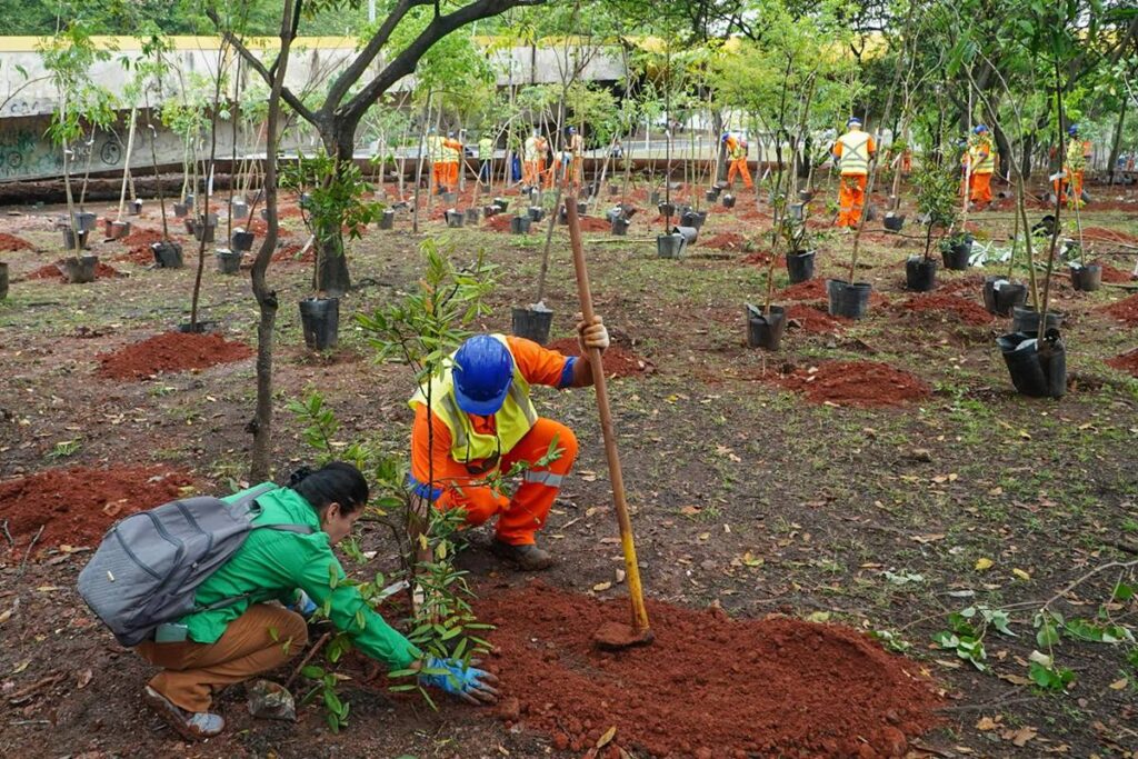 plantio-de-especies-da-amazonia-em-bosque-de-sp-traz-risco-ambiental
