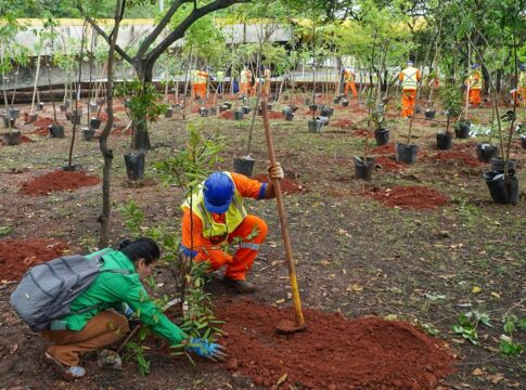 plantio-de-especies-da-amazonia-em-bosque-de-sp-traz-risco-ambiental