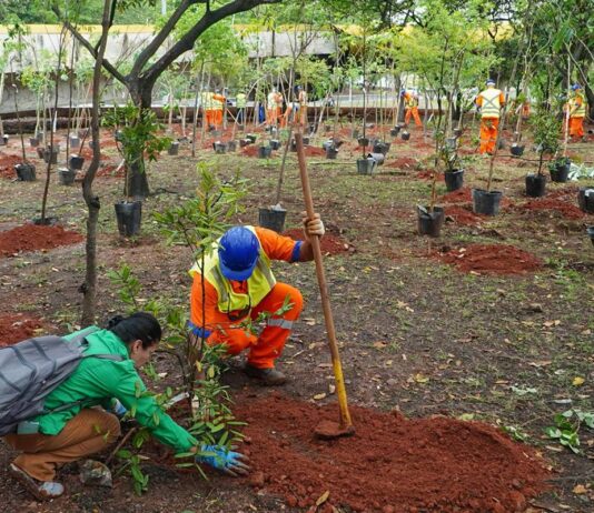 plantio-de-especies-da-amazonia-em-bosque-de-sp-traz-risco-ambiental