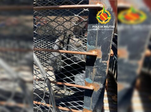 bugio-invade-casa-no-sia,-assusta-moradora-e-e-resgatado-pela-pmdf