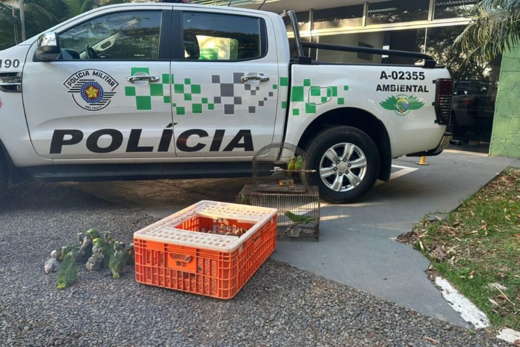 pai-e-filho-sao-autuados-em-r$-182-mil-por-traficar-papagaios-em-sp