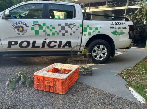 pai-e-filho-sao-autuados-em-r$-182-mil-por-traficar-papagaios-em-sp