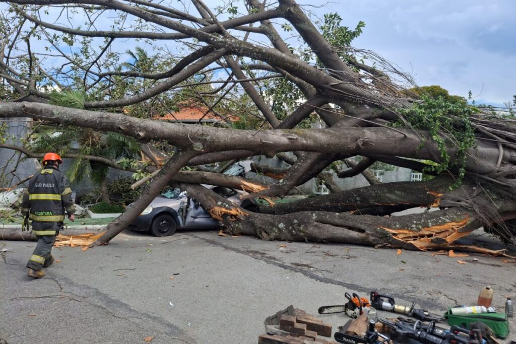 arvore-de-grande-porte-cai-sobre-veiculo-e-deixa-uma-pessoa-ferida