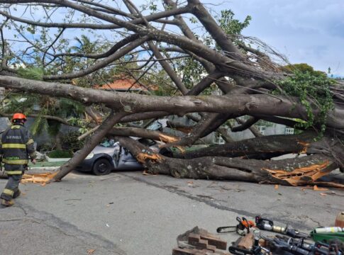 arvore-de-grande-porte-cai-sobre-veiculo-e-deixa-uma-pessoa-ferida