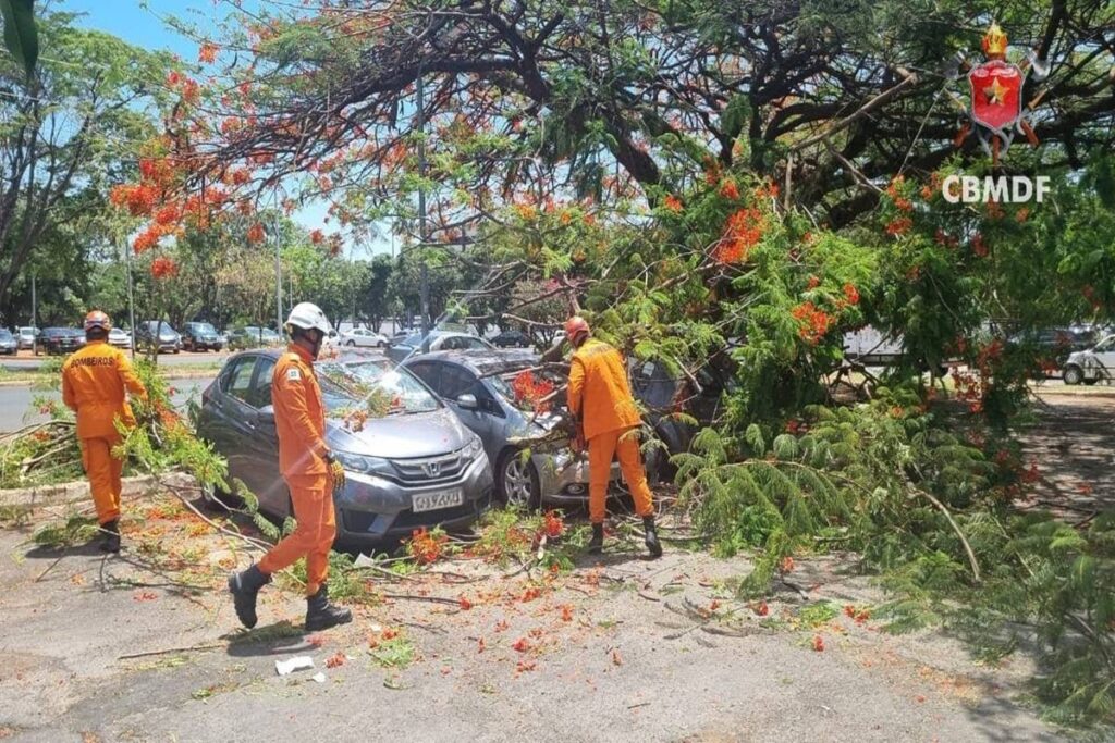 arvore-cai-em-area-movimentada-da-asa-norte-e-atinge-tres-carros