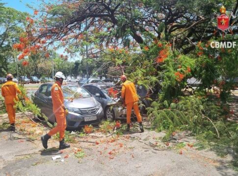 arvore-cai-em-area-movimentada-da-asa-norte-e-atinge-tres-carros