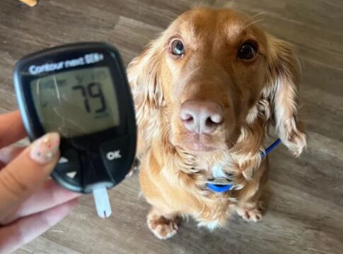 mesmo-a-distancia,-cao-de-servico-alerta-mae-de-crianca-com-diabetes