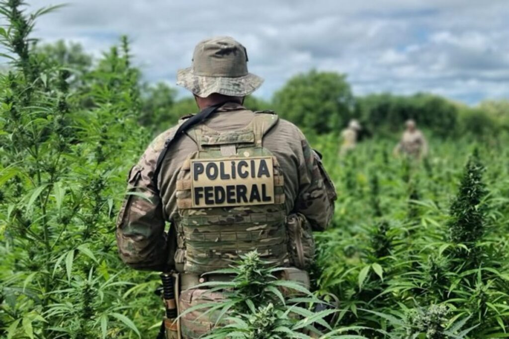 operacao-da-pf-destroi-286-mil-pes-de-maconha-em-pernambuco