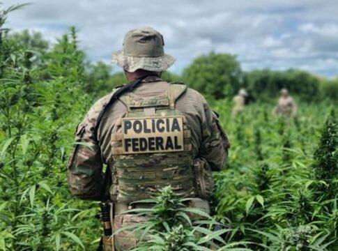 operacao-da-pf-destroi-286-mil-pes-de-maconha-em-pernambuco