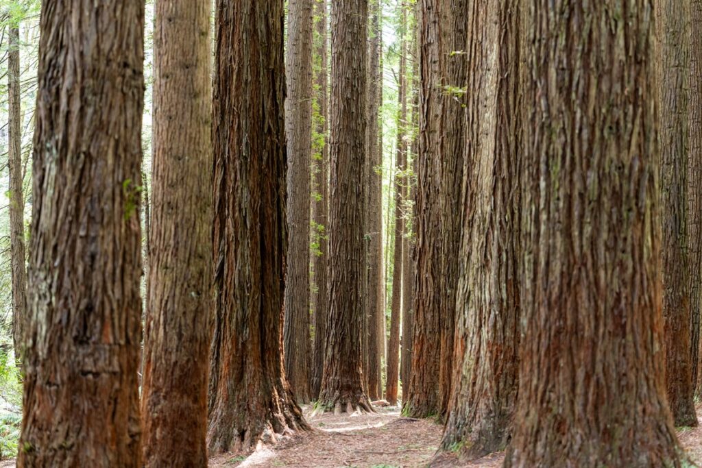 cop30:-a-hora-e-a-vez-do-financiamento-climatico-(por-mariana-caminha)