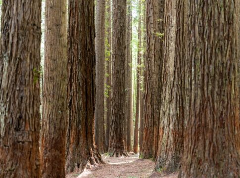 cop30:-a-hora-e-a-vez-do-financiamento-climatico-(por-mariana-caminha)