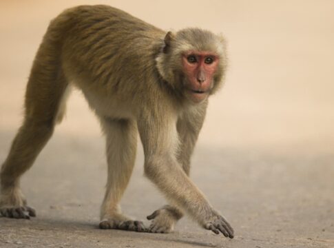 eua:-macacos-de-laboratorio-fogem-em-acidente-e-preocupam-autoridades