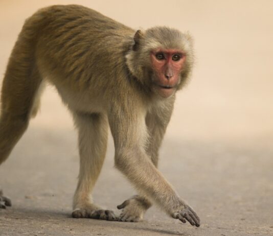 eua:-macacos-de-laboratorio-fogem-em-acidente-e-preocupam-autoridades