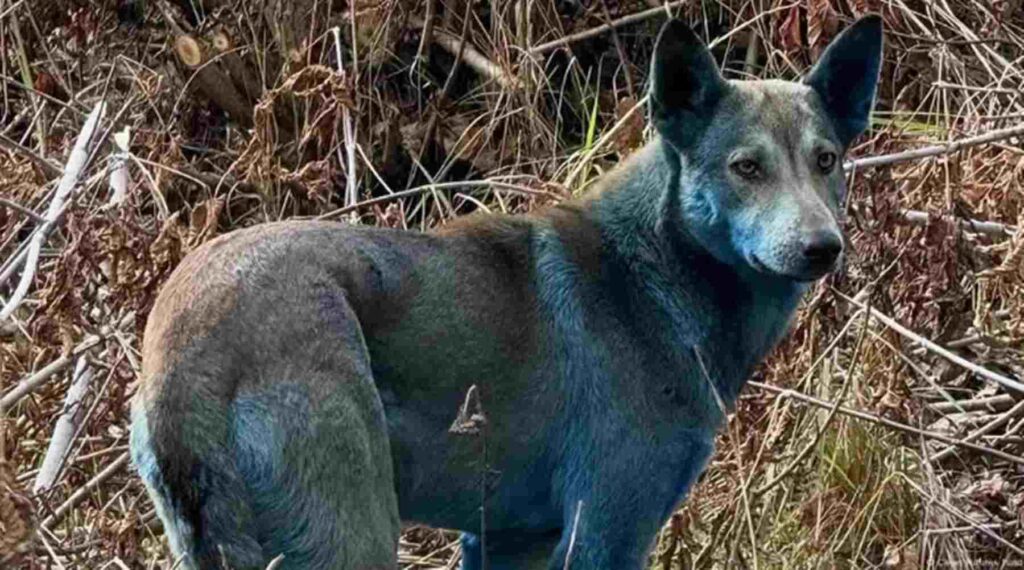 entenda-o-misterio-dos-caes-azuis-de-chernobyl