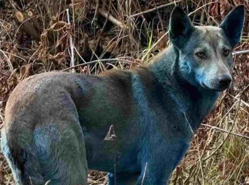 entenda-o-misterio-dos-caes-azuis-de-chernobyl