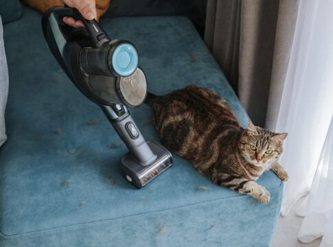 confira-5-racas-de-gato-ideais-para-quem-quer-menos-pelos-em-casa