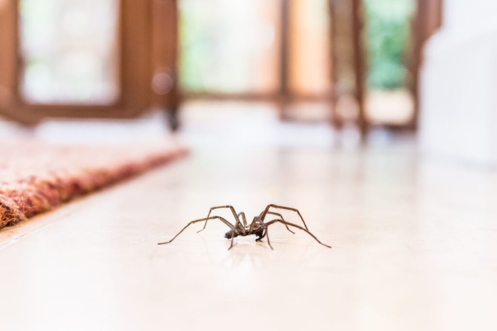 biologo-revela-se-o-sal-funciona-como-repelente-para-aranhas-em-casa