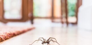 biologo-revela-se-o-sal-funciona-como-repelente-para-aranhas-em-casa