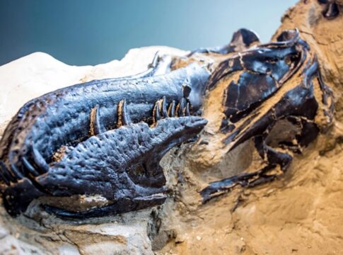 mini-t-rex?-cientistas-desvendam-misterio-por-tras-de-fossil-de-2006