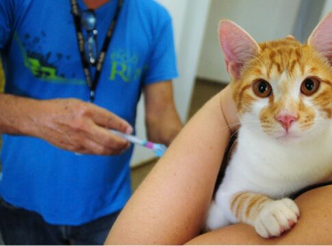 caes-e-gatos-poderao-ser-vacinados-gratuitamente-neste-sabado-(1o/11)
