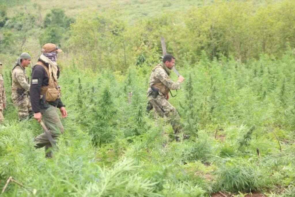 brasil-e-paraguai-destroem-quase-40-toneladas-de-maconha-em-operacao