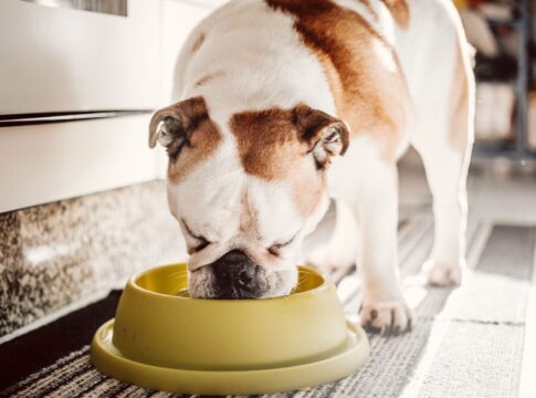 do-vira-lata-ao-buldogue:-o-que-seu-cao-nunca-deve-comer