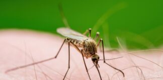 nova-especie-de-mosquito-da-leishmaniose-e-descoberta-em-sp