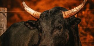 dupla-sertaneja-compra-mickey-mouse,-agora-o-touro-mais-caro-do-brasil