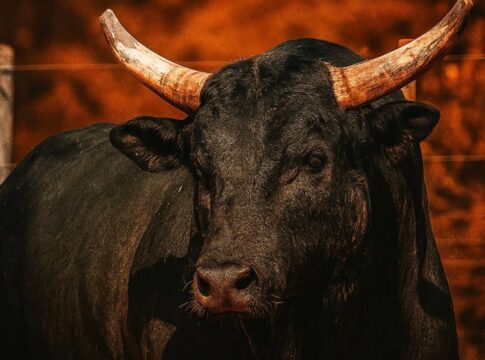 dupla-sertaneja-compra-mickey-mouse,-agora-o-touro-mais-caro-do-brasil