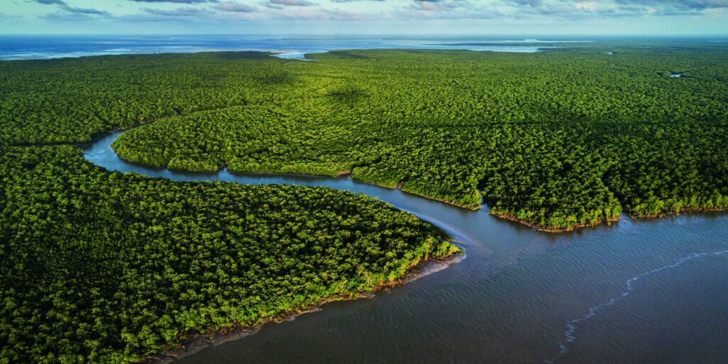 exposicao-no-ccbb-rj-destaca-importancia-e-riqueza-dos-manguezais