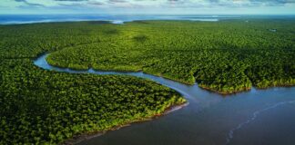 exposicao-no-ccbb-rj-destaca-importancia-e-riqueza-dos-manguezais