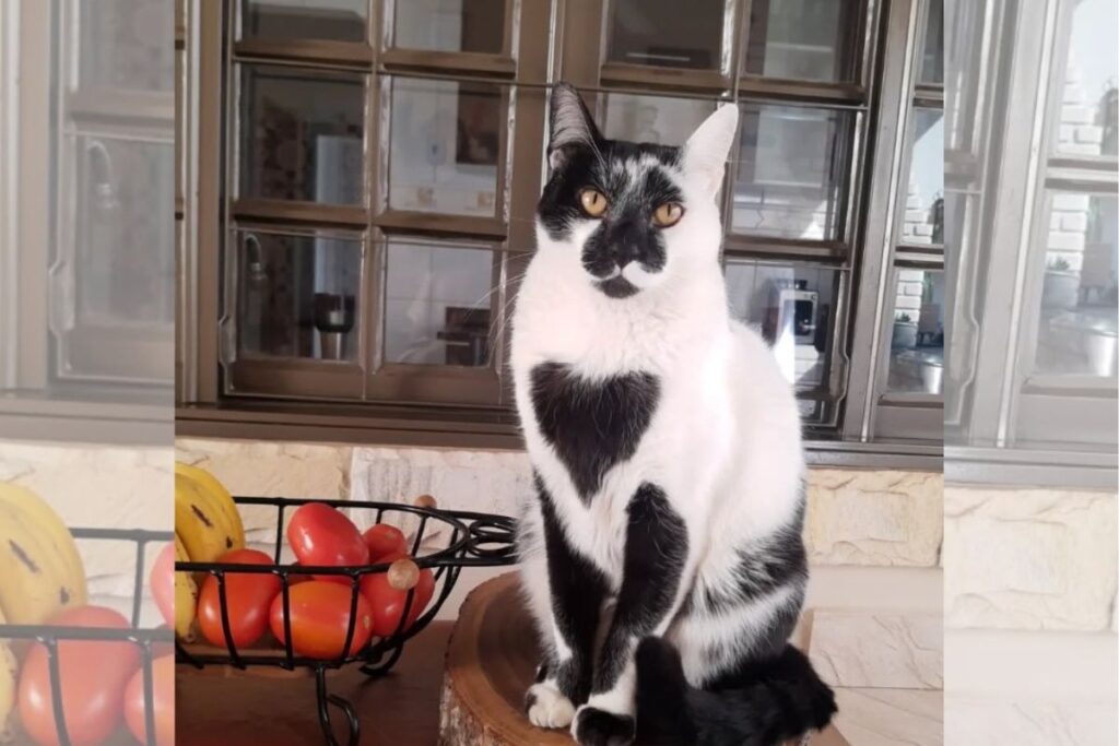 gato-srd-e-eleito-o-mais-bonito-do-brasil-com-“marca-de-amor”