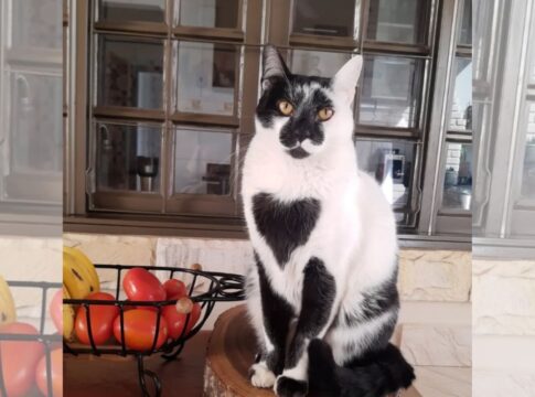 gato-srd-e-eleito-o-mais-bonito-do-brasil-com-“marca-de-amor”