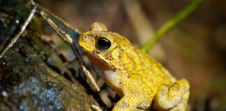 sapos-machos-ficam-amarelos-apenas-dois-dias-no-ano.-saiba-motivo