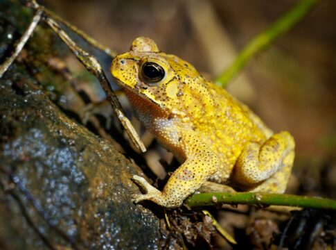 sapos-machos-ficam-amarelos-apenas-dois-dias-no-ano.-saiba-motivo