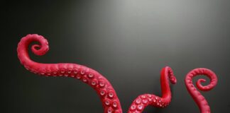 fetiche-por-tentaculos:-da-origem-japonesa-a-sex-toys-para-conhecer