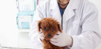 vacina-para-pets:-8-“verdades”-que-te-contam,-mas-que-sao-falsas