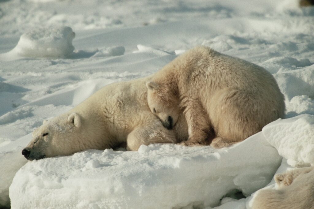 por-que-alguns-animais-hibernam-e-como-sobrevivem-ao-frio-extremo
