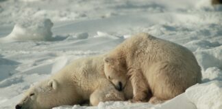 por-que-alguns-animais-hibernam-e-como-sobrevivem-ao-frio-extremo