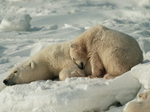 por-que-alguns-animais-hibernam-e-como-sobrevivem-ao-frio-extremo