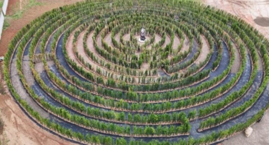 pequena-cidade-catarinense-abriga-o-maior-labirinto-do-sul-do-brasil