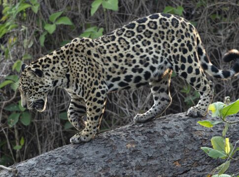oncas-pintadas-duelam-no-alto-de-arvore-no-pantanal-sul-mato-grossense